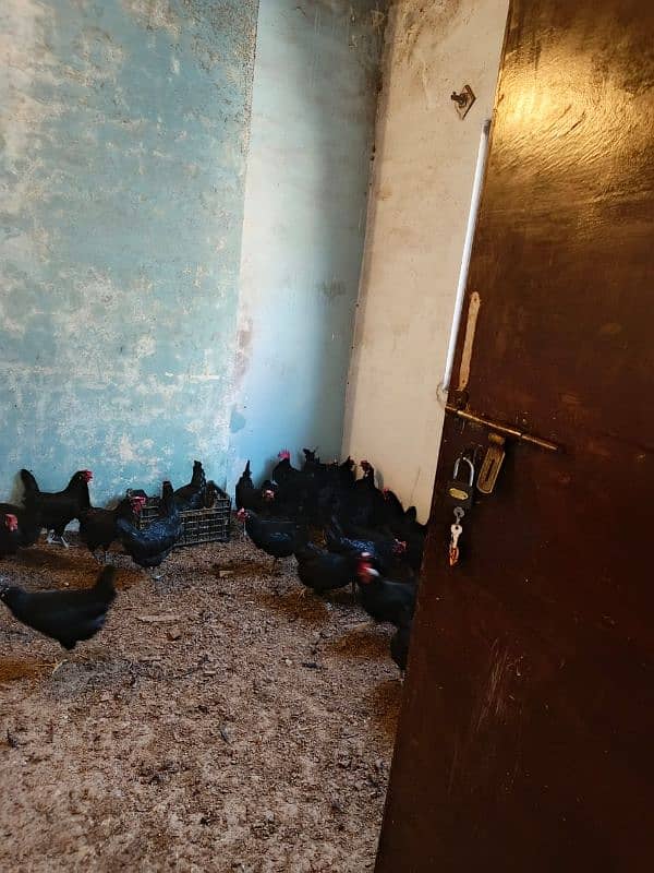 Australorp eggs for sale 3