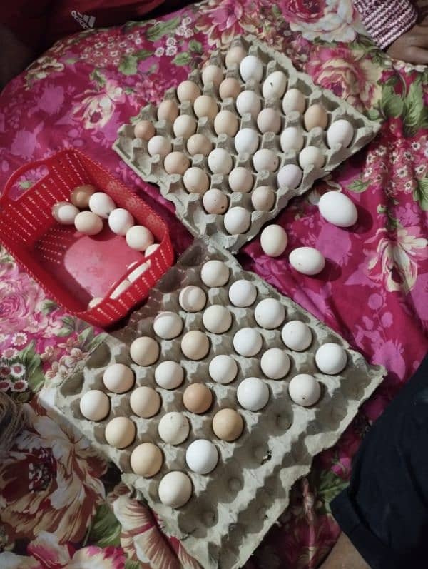 Australorp eggs for sale 2