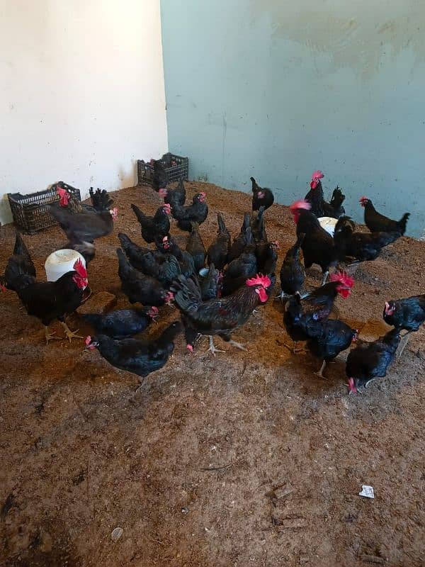 Australorp eggs for sale 4