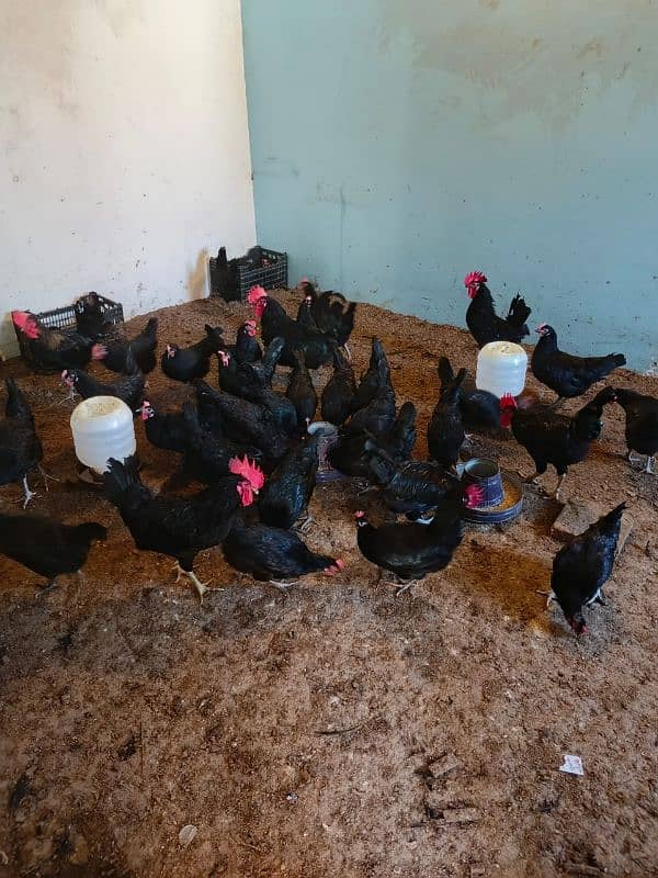 Australorp eggs for sale 5