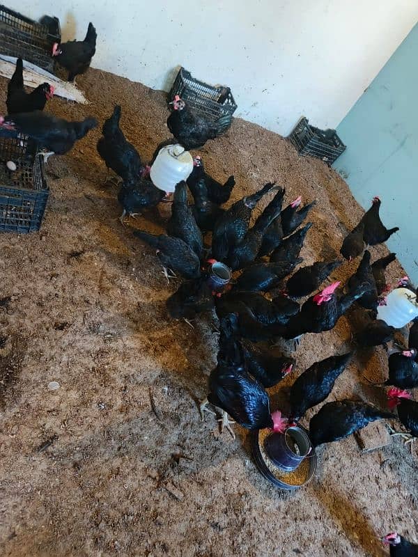 Australorp eggs for sale 6