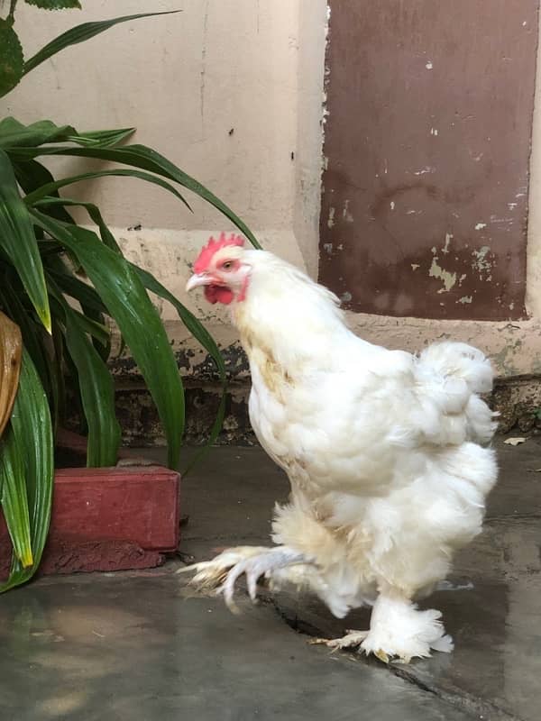 White Buff pair | Blue buff pair | Breeders 4