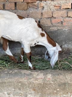 4 bakrian 1 bakra for sale