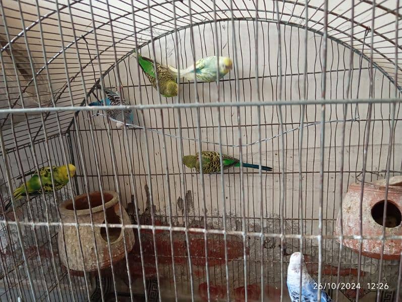 bagri parrot 0