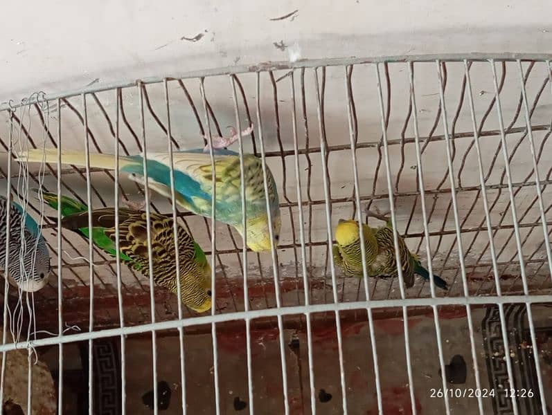 bagri parrot 4