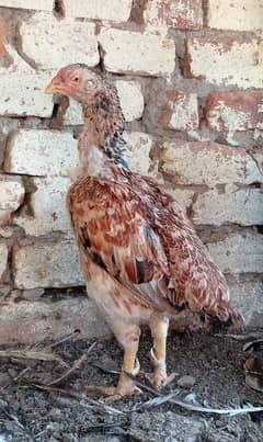 Java Aseel Mianwali Hens (Two) Small Size