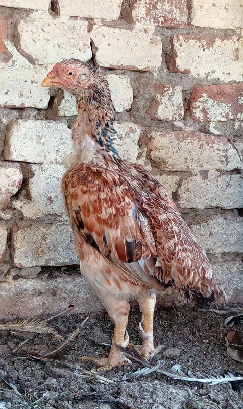 Java Aseel Mianwali Hens (Two) Small Size 1