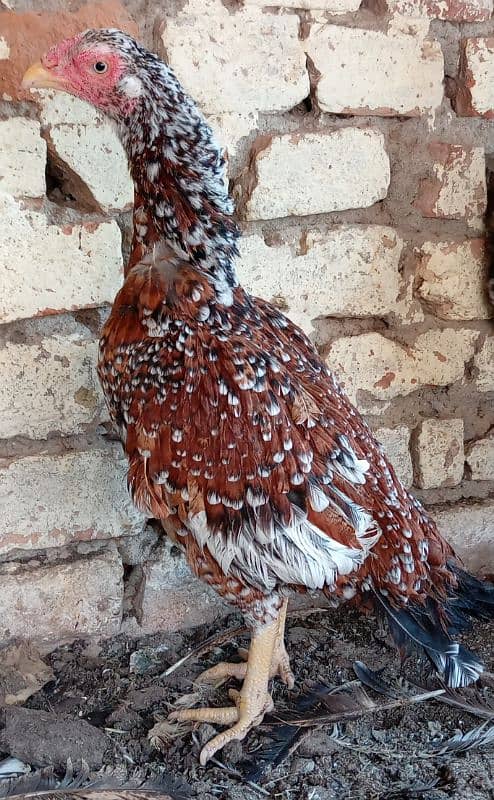 Java Aseel Mianwali Hens (Two) Small Size 6