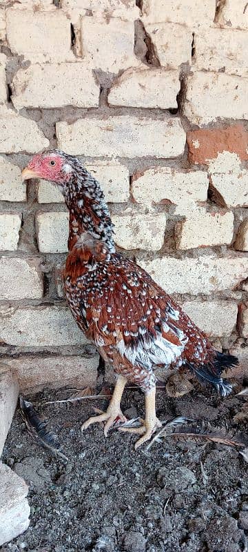 Java Aseel Mianwali Hens (Two) Small Size 7