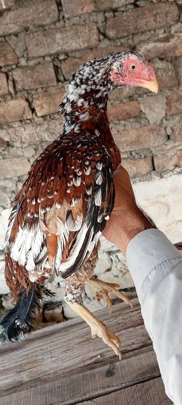 Java Aseel Mianwali Hens (Two) Small Size 8