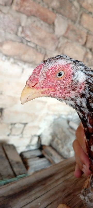 Java Aseel Mianwali Hens (Two) Small Size 10