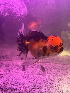 calico oranda goldfish 0