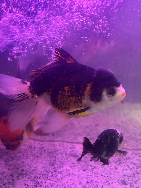 calico oranda goldfish 2