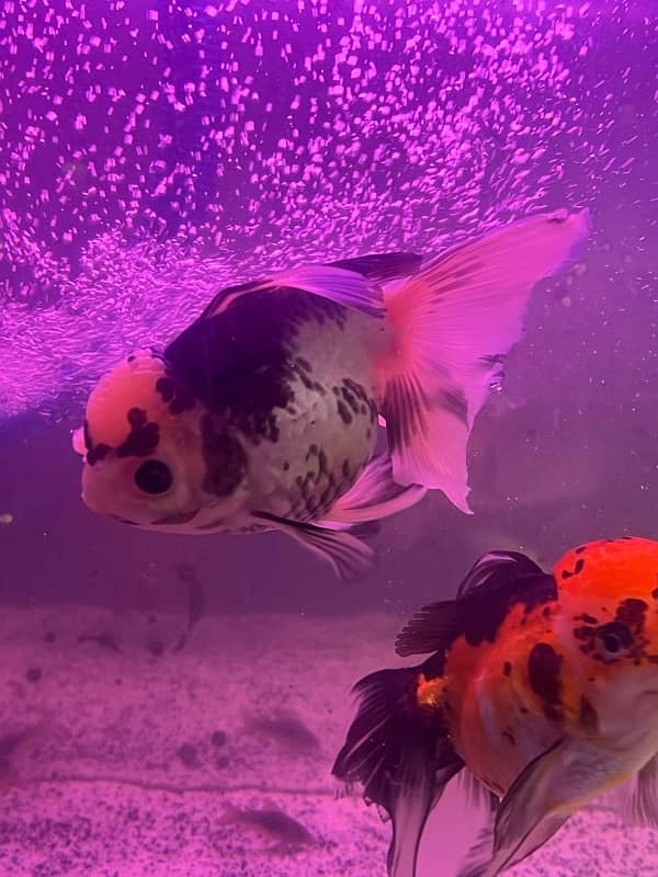 calico oranda goldfish 3