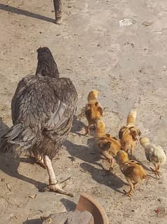 6 Aseel chicks with hen 03007654449