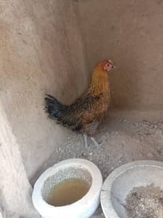 Golden misri female