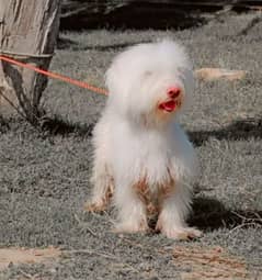 reshian poodle puppy for sale