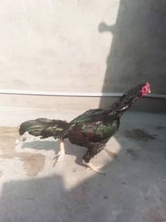 Aseel Roster, Aseel Hen And her Chicks For sale