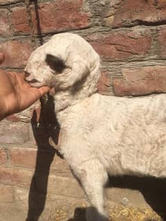 mondri sheep baby 0