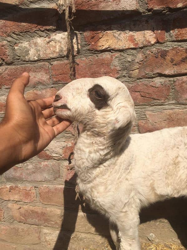 mondri sheep baby 1