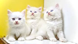 Blue eyes / white kittens / brown kitten / Semi punch kittens for sale