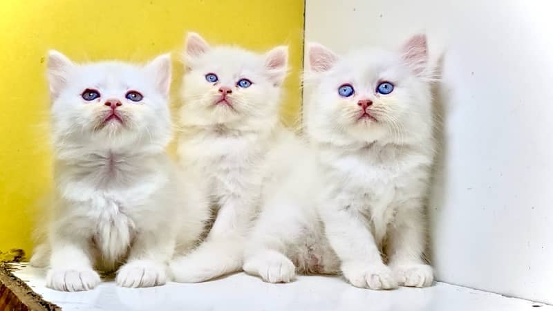 Blue eyes / white kittens / brown kitten / Semi punch kittens for sale 1