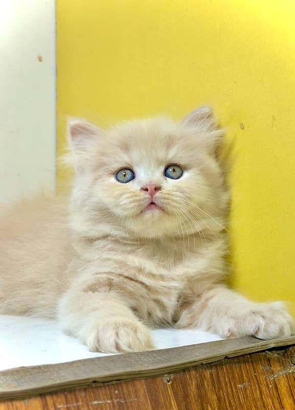 Blue eyes / white kittens / brown kitten / Semi punch kittens for sale 2