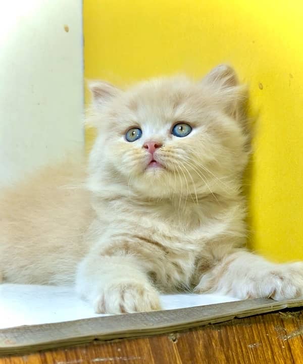 Blue eyes / white kittens / brown kitten / Semi punch kittens for sale 3