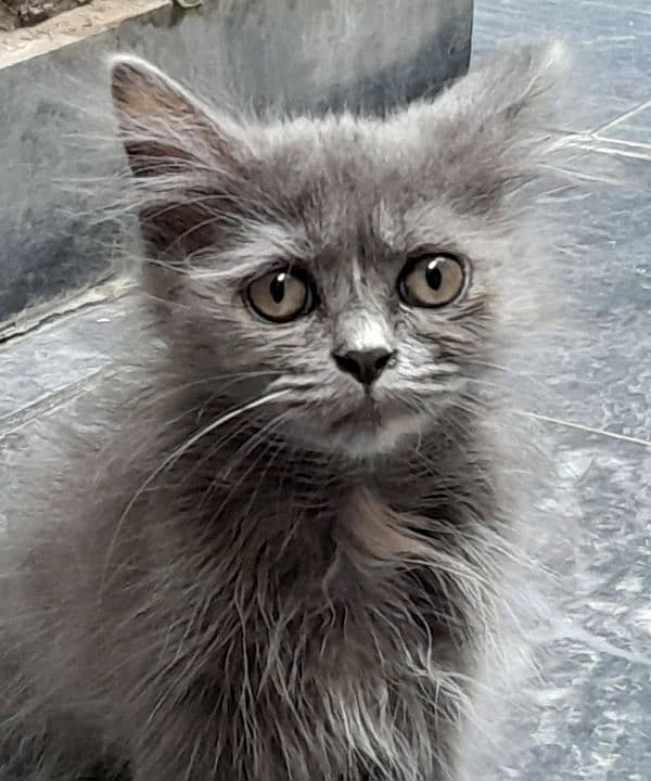 pure persian kitten 0