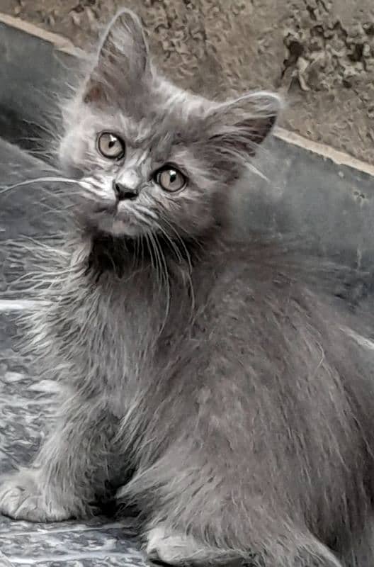 pure persian kitten 1