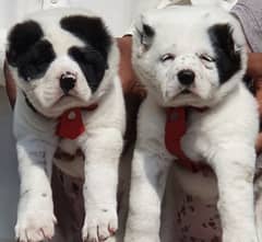 alabai dog pair 2 months for sale security dog