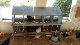 desi hens for sale