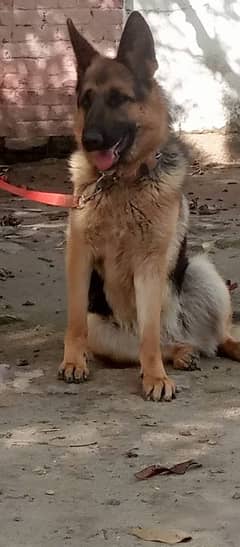 German Shepherd Female Dog