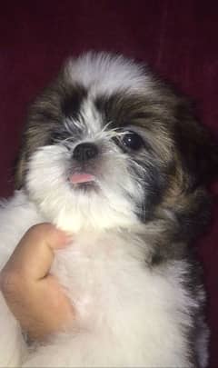 Shihtzu male / female puppies available for sale