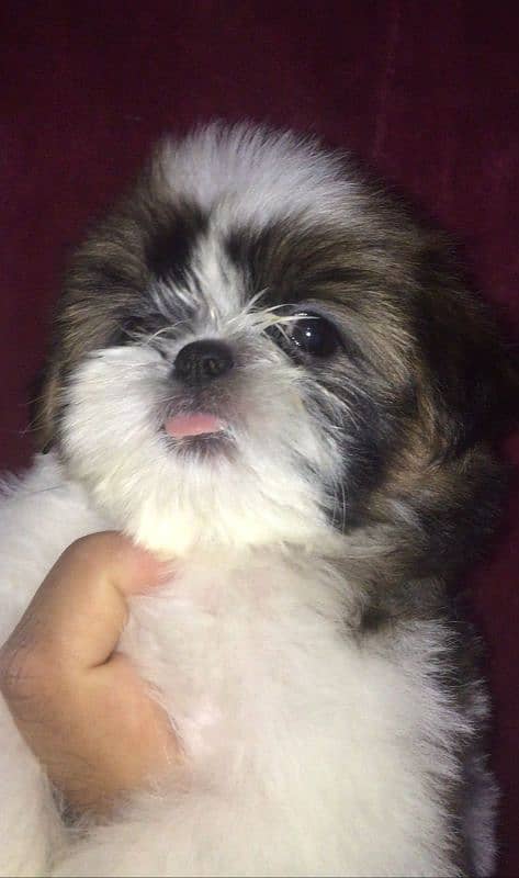 pedigree Shihtzu confirm stud male / puppies available for sale 1