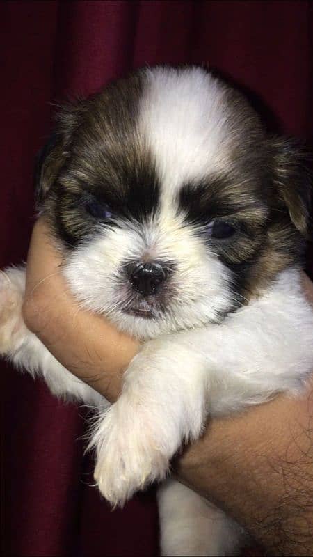 pedigree Shihtzu confirm stud male / puppies available for sale 2