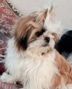 pedigree Shihtzu confirm stud male / puppies available for sale