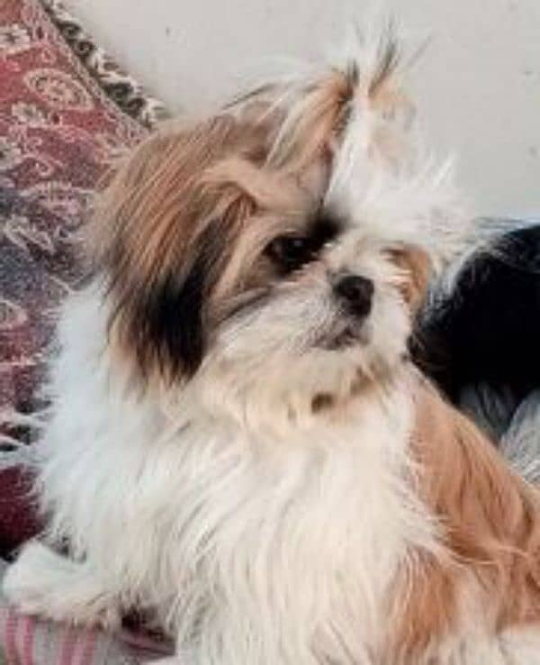 pedigree Shihtzu confirm stud male / puppies available for sale 0