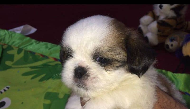 pedigree Shihtzu confirm stud male / puppies available for sale 3