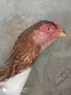 King O Shamo Female for sale