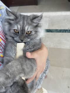 4 months old kitten vaccinated for sale