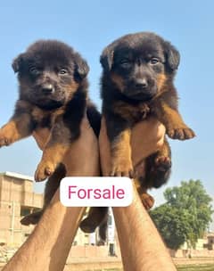 German Shepherd double coat fair for sale 0