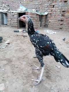 aseel murgi pathi  or chick's dasi patha or murga ایڈ کو غورسے پڑھ لیں