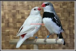 Diamond Firetail Finches