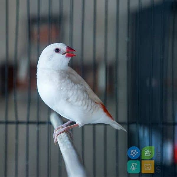 Diamond Firetail Finches 1