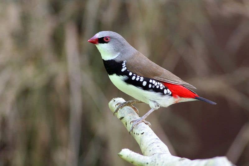 Diamond Firetail Finches 2