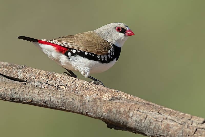 Diamond Firetail Finches 4