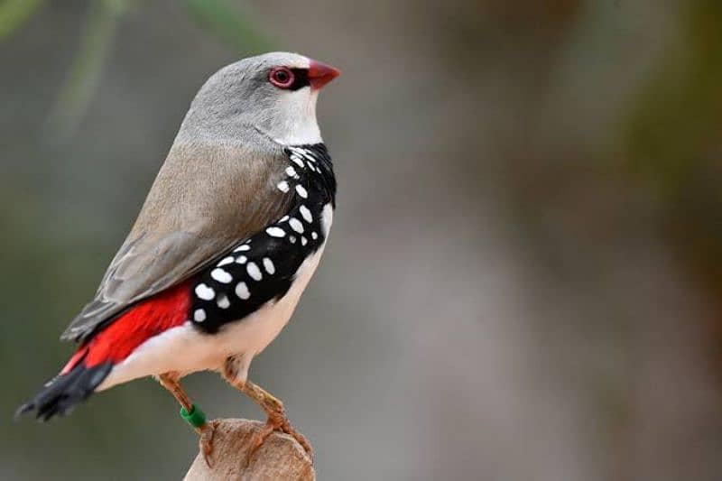 Diamond Firetail Finches 5