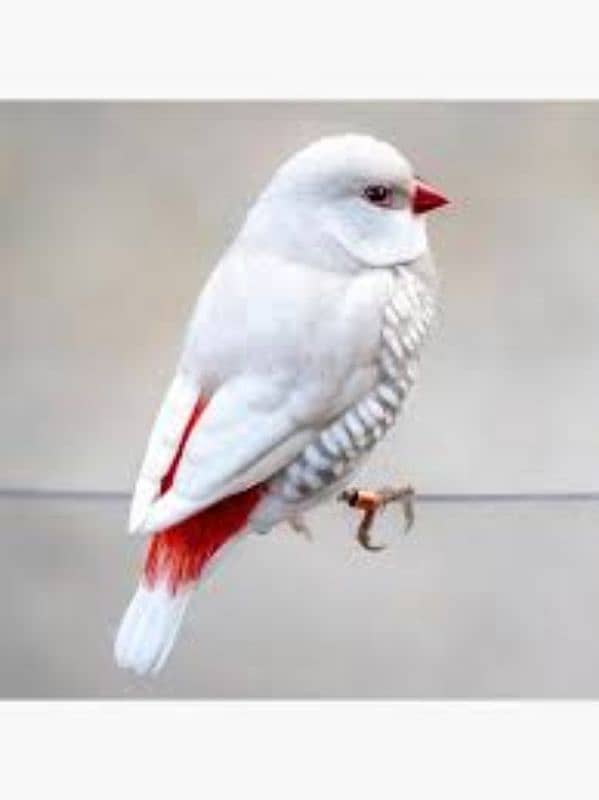 Diamond Firetail Finches 6