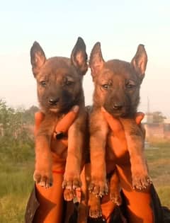 Alsatian bhagyali male female available for sale